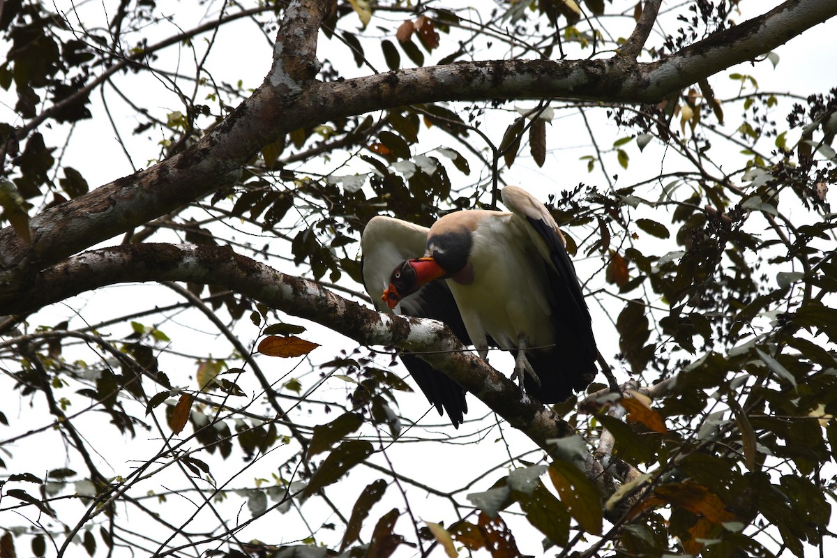 King Vulture - ML636853650