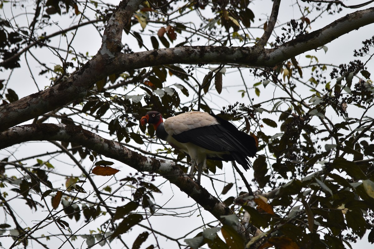 King Vulture - ML636853654