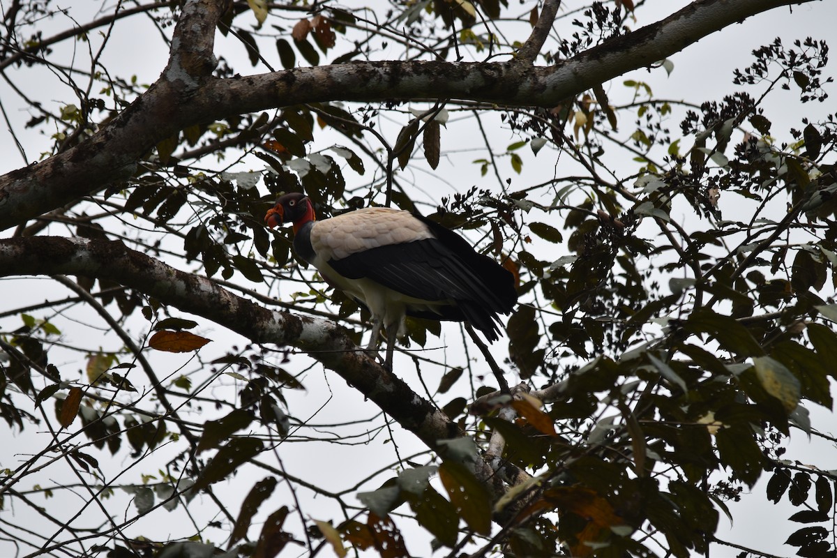 King Vulture - ML636853655