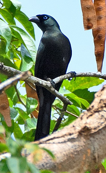 Racket-tailed Treepie - ML636853656