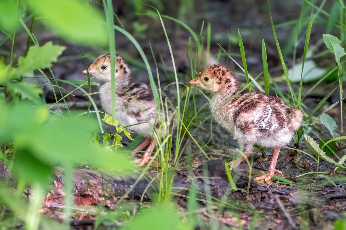 Northern Bobwhite - ML636853681
