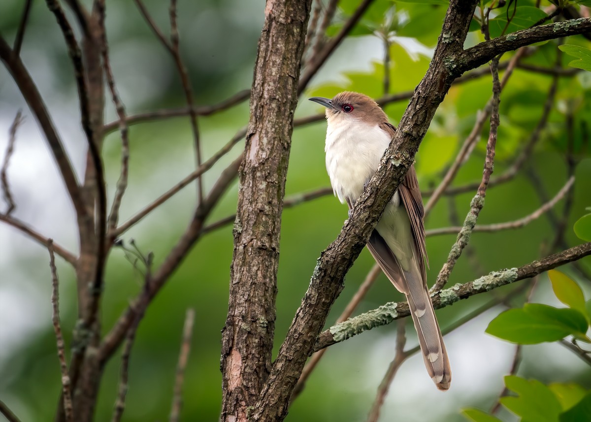 Black-billed Cuckoo - ML636853686