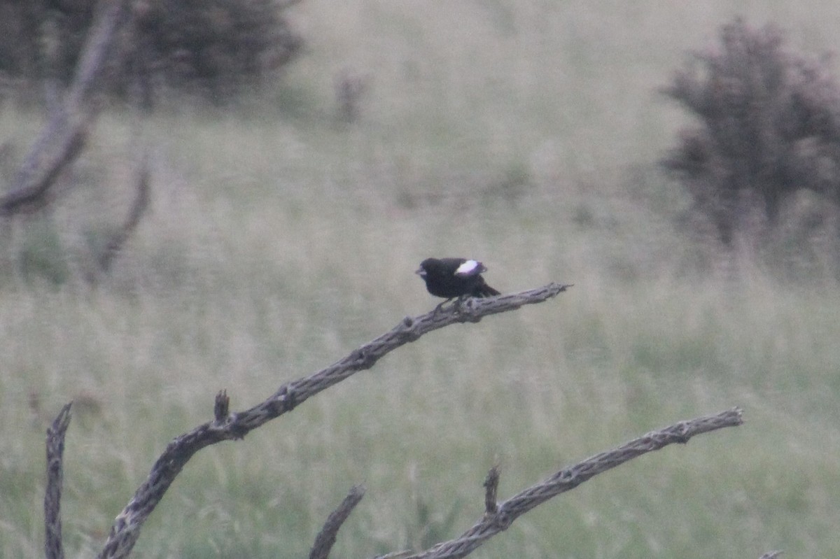 Lark Bunting - ML636853695