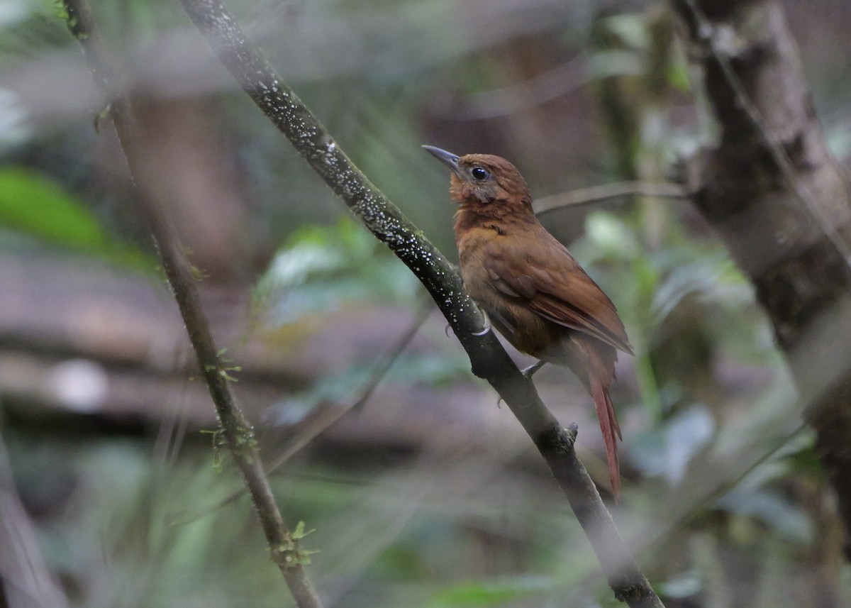 Ruddy Foliage-gleaner - ML636853746