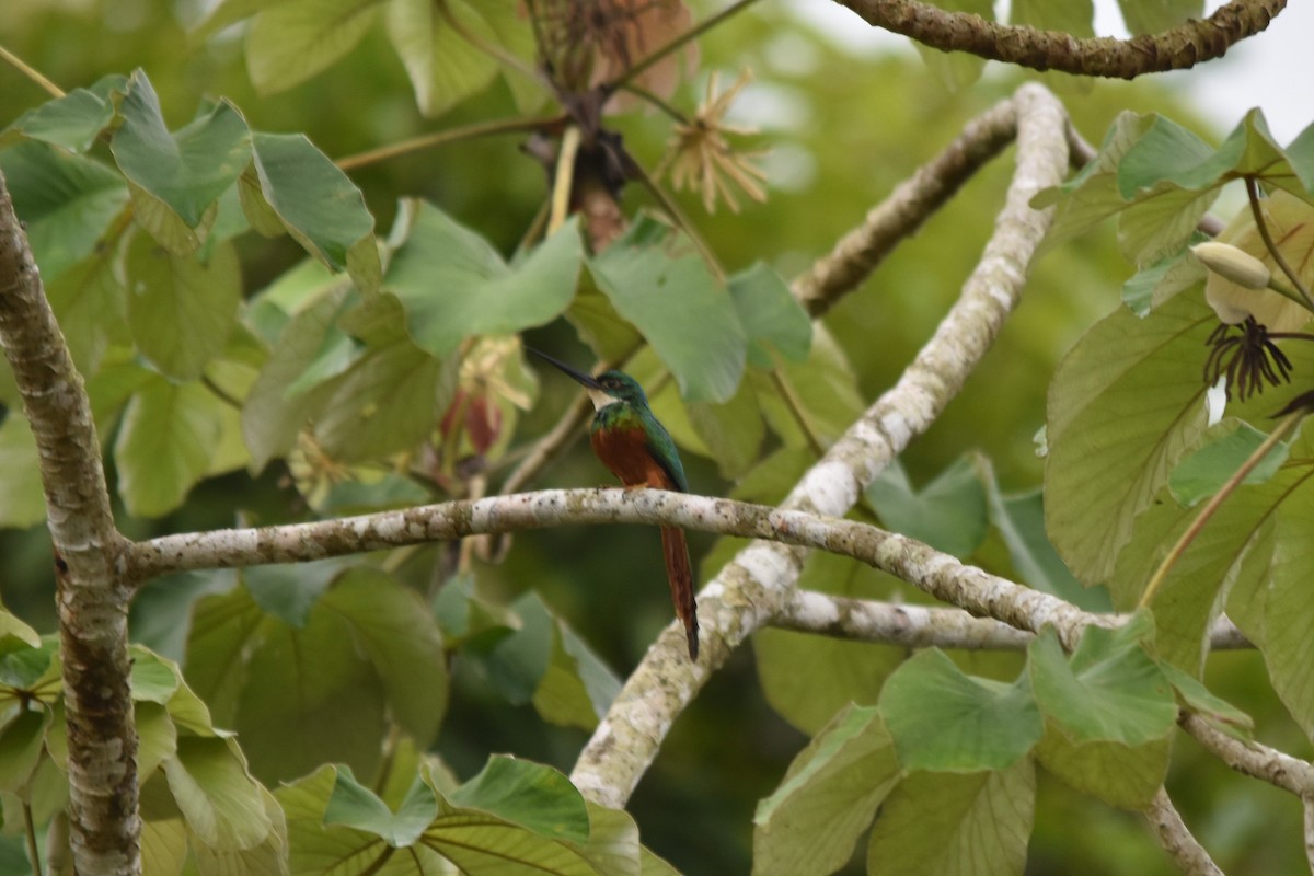 Rufous-tailed Jacamar - ML636853779
