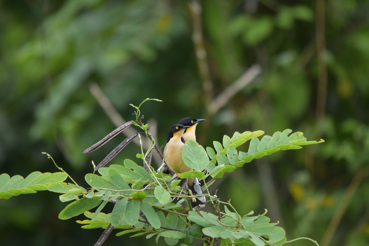 Black-capped Donacobius - ML636853809