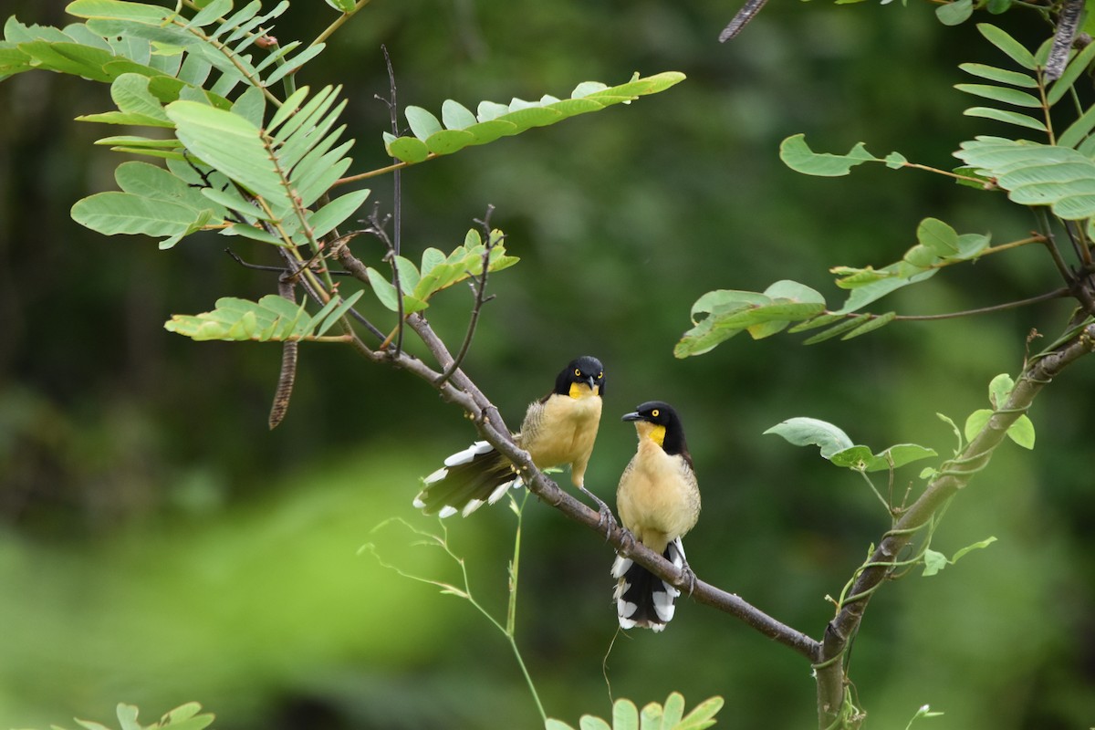 Black-capped Donacobius - ML636853810