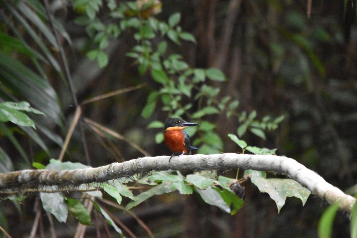 Green-and-rufous Kingfisher - ML636853837