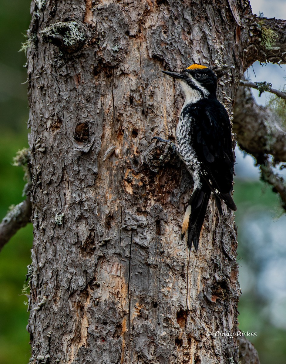 Black-backed Woodpecker - ML636853901
