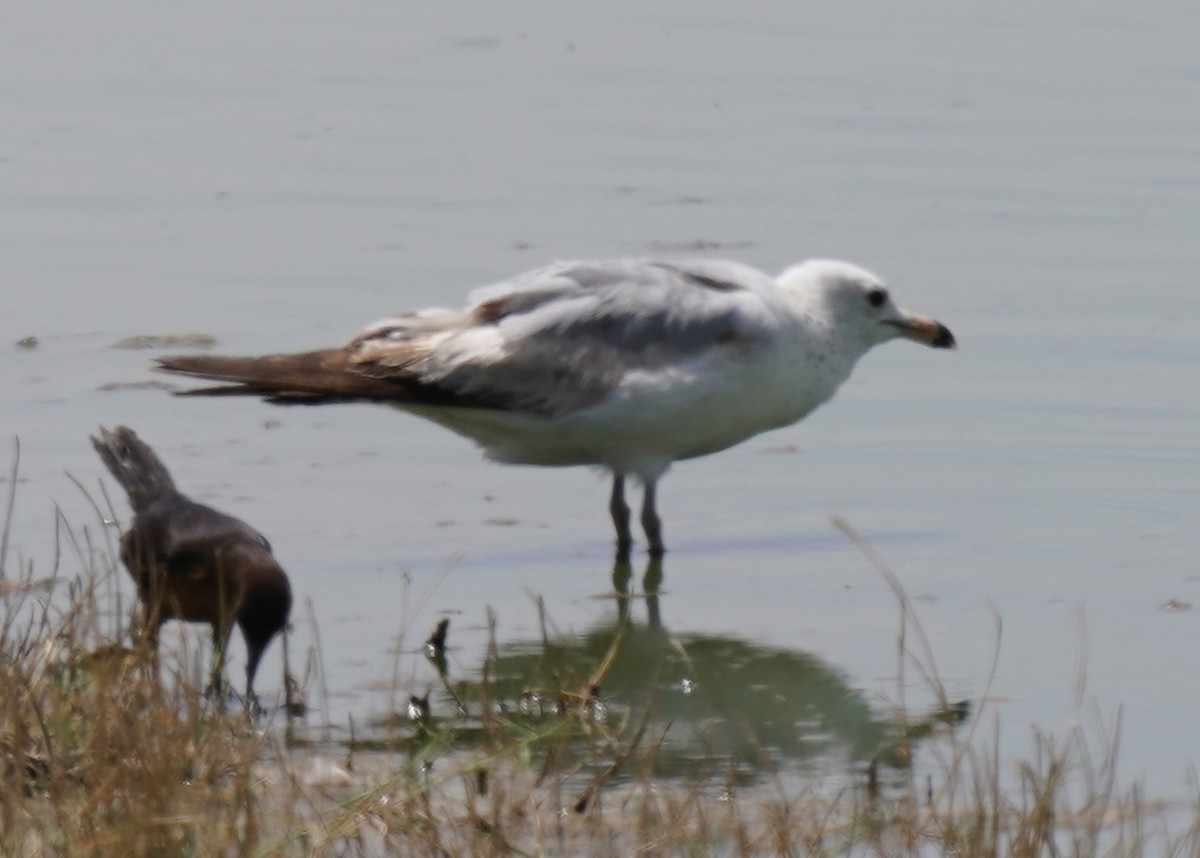 Ring-billed Gull - ML636853906