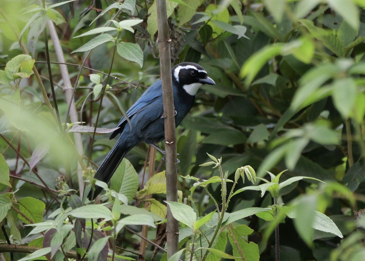 White-throated Jay - ML636853914