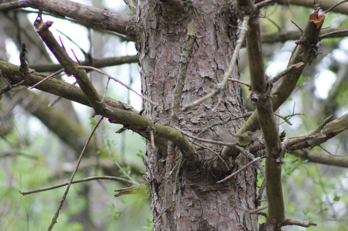 Yellow-bellied Flycatcher - ML636853916