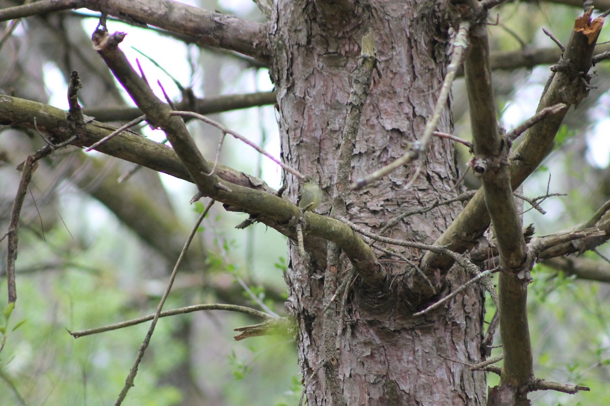 Yellow-bellied Flycatcher - ML636853917