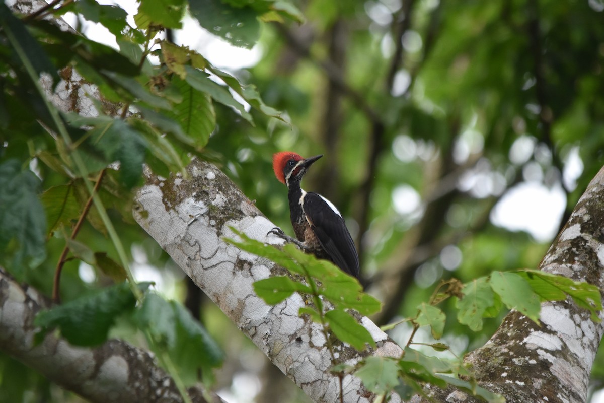 Lineated Woodpecker - ML636853923