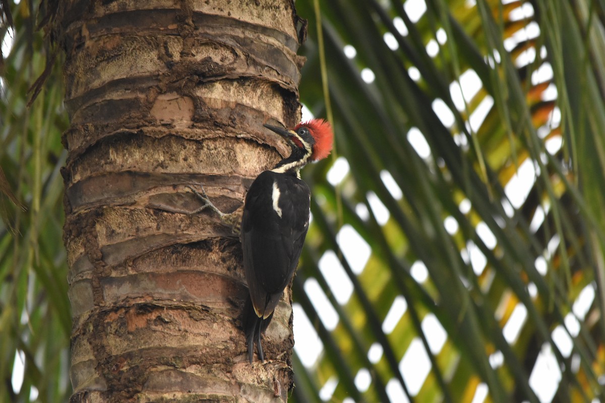 Lineated Woodpecker - ML636853924