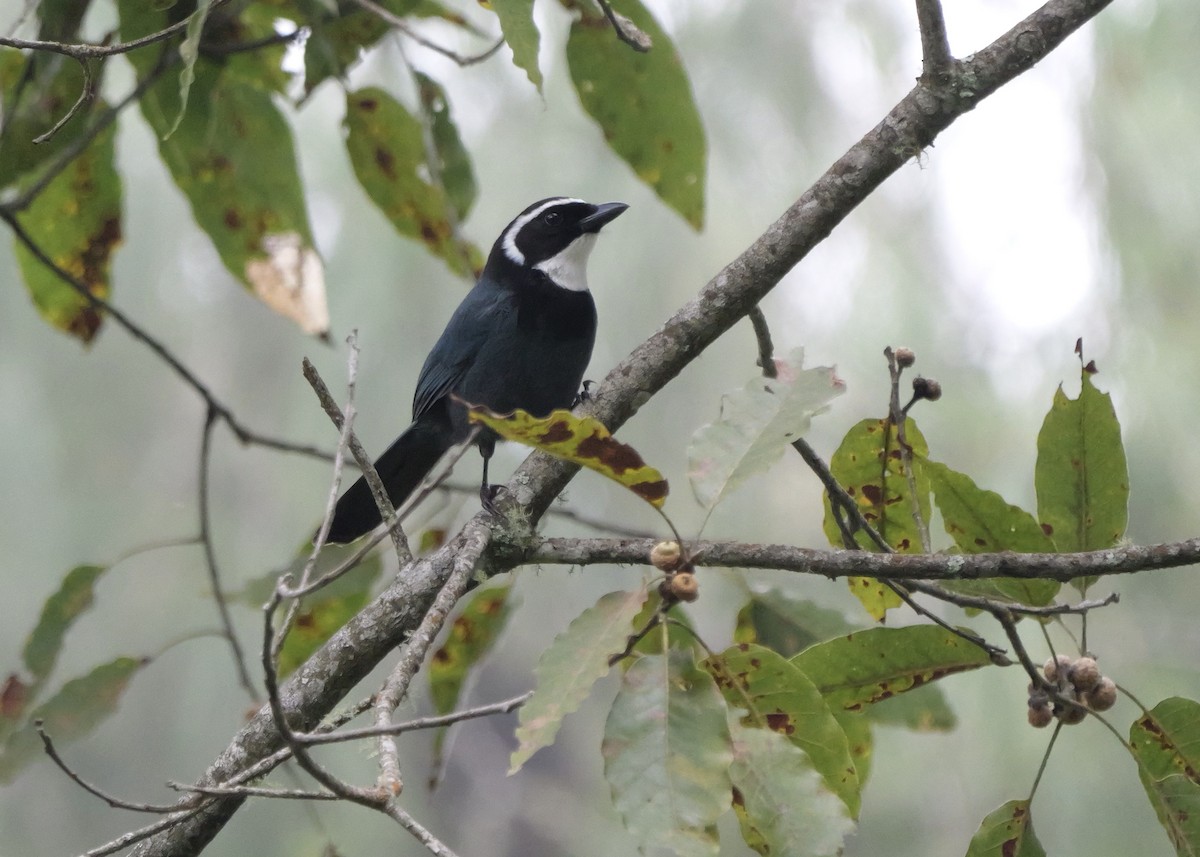 White-throated Jay - ML636853926