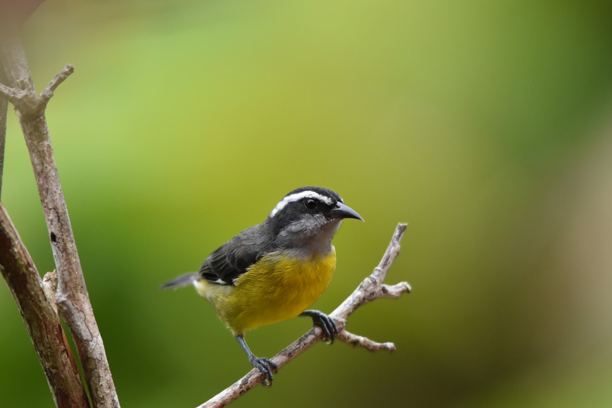 Bananaquit - ML636853950