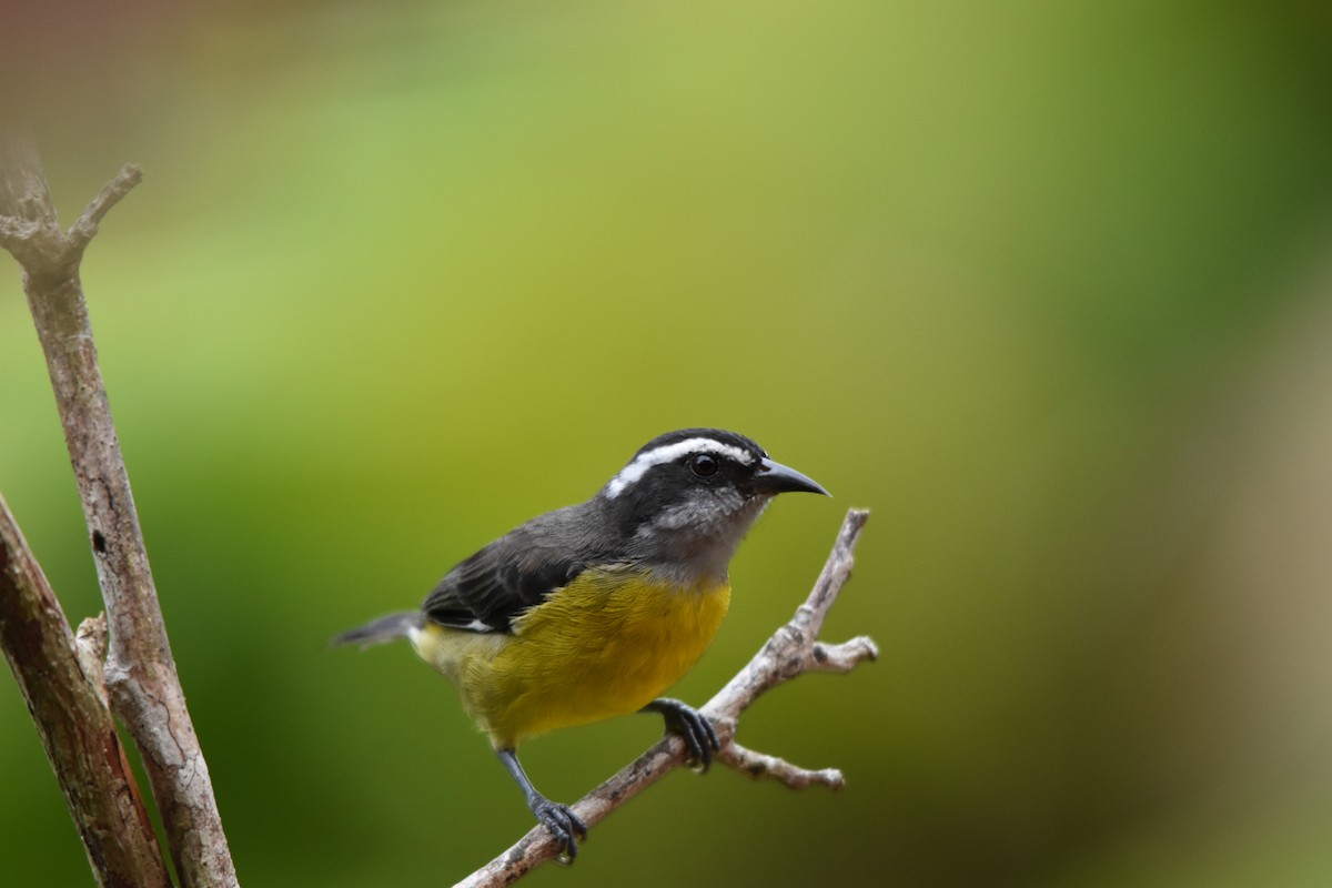 Bananaquit - ML636853951