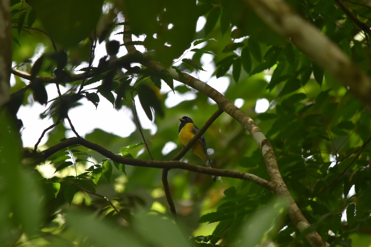 Graceful Black-throated Trogon - ML636853986