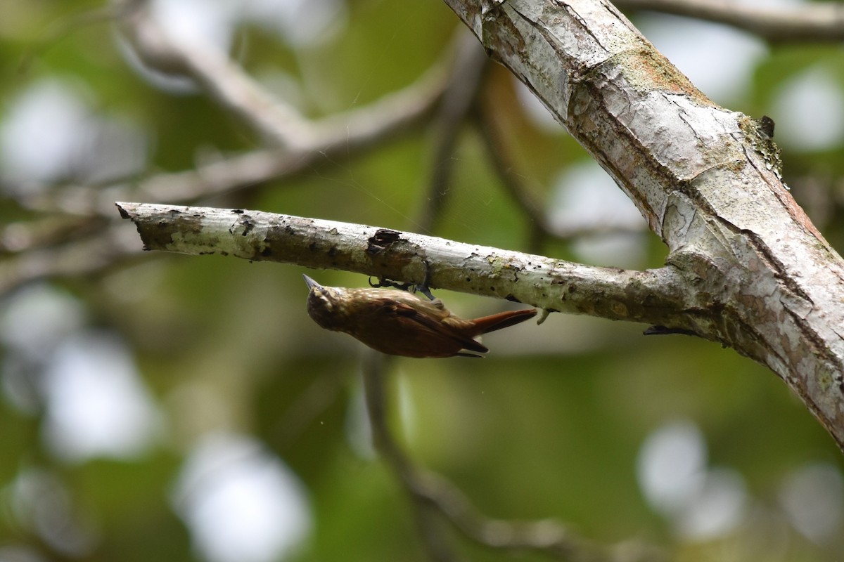 Streaked Xenops - ML636853994