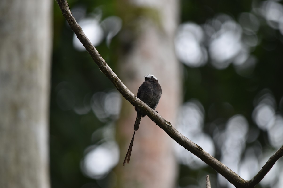 Long-tailed Tyrant - ML636854010