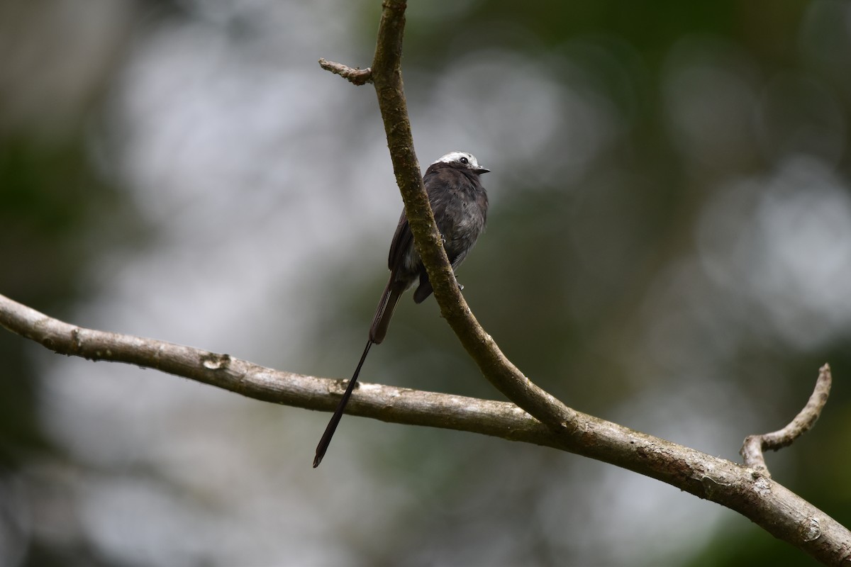 Long-tailed Tyrant - ML636854011