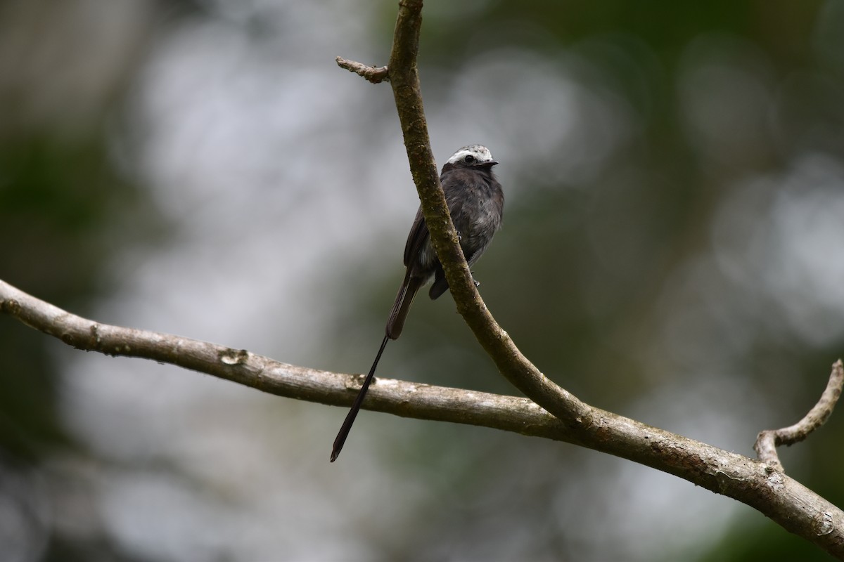 Long-tailed Tyrant - ML636854012