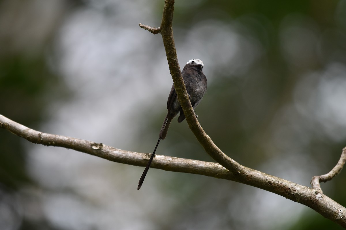 Long-tailed Tyrant - ML636854013