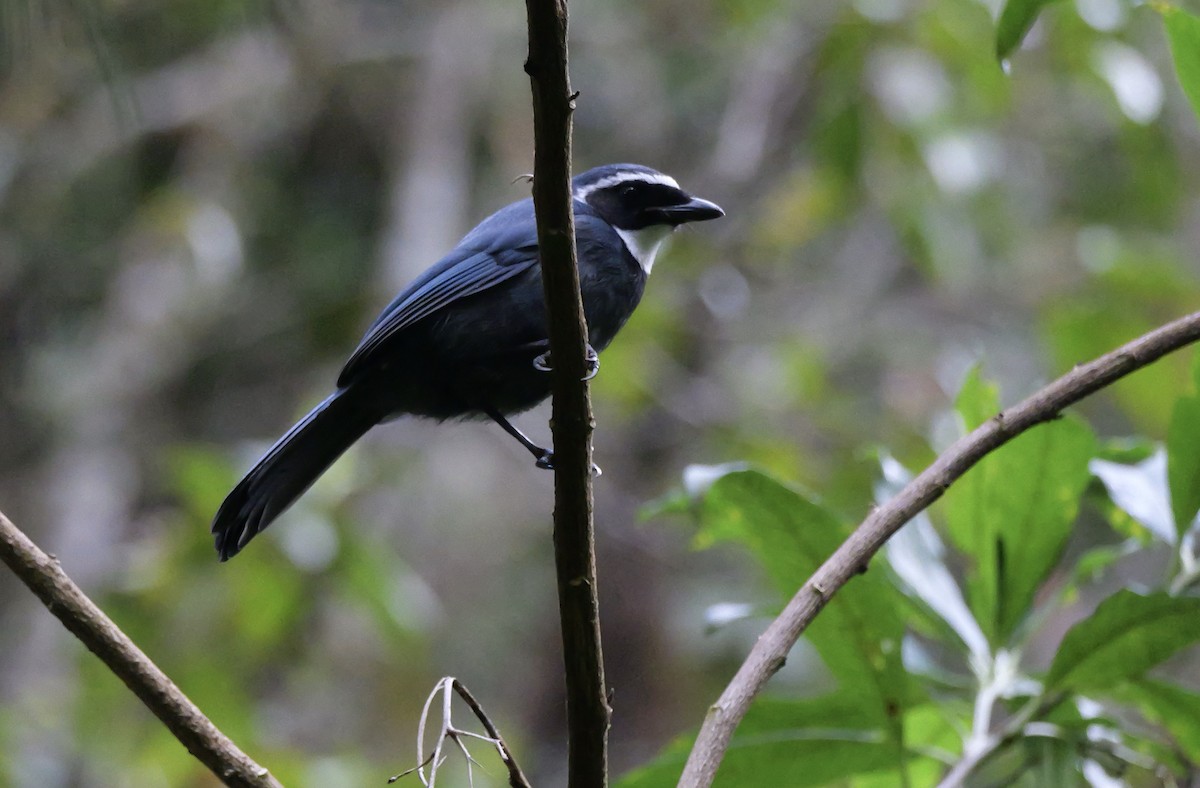 White-throated Jay - ML636854018