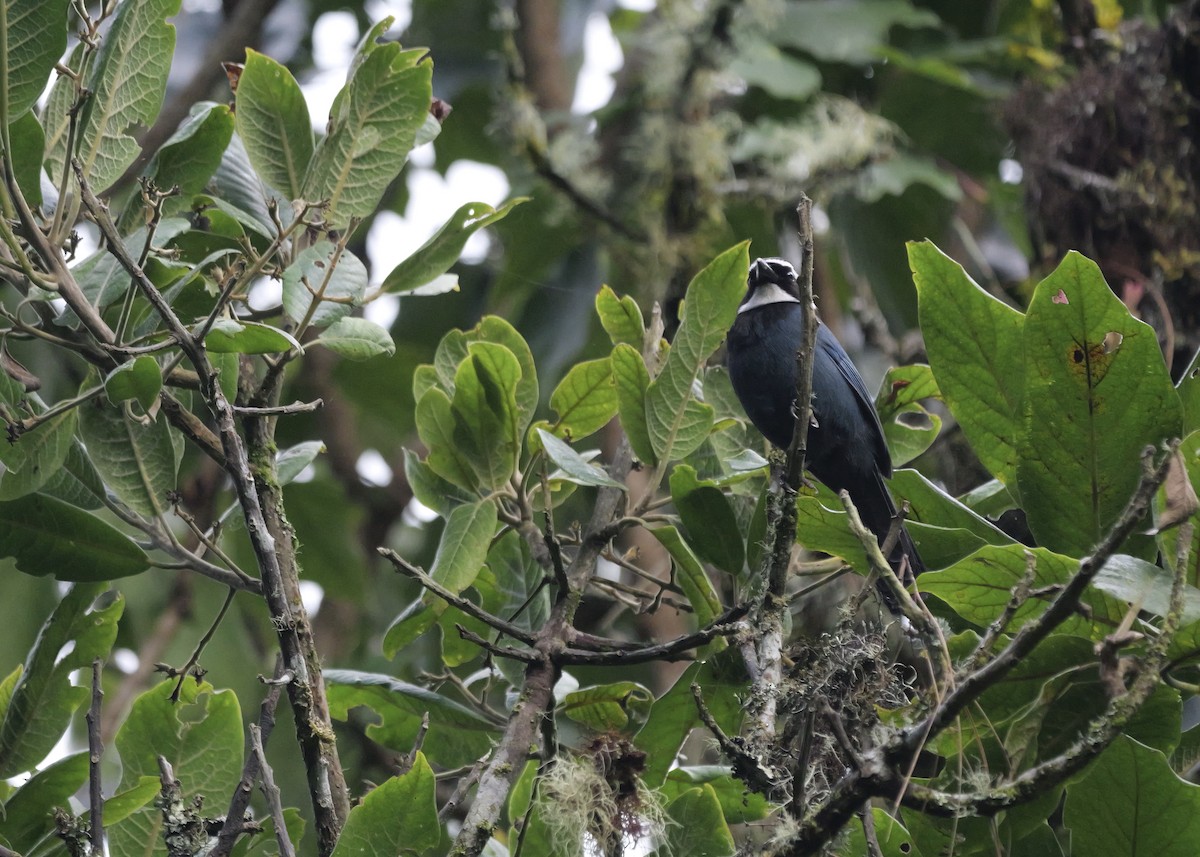 White-throated Jay - ML636854033