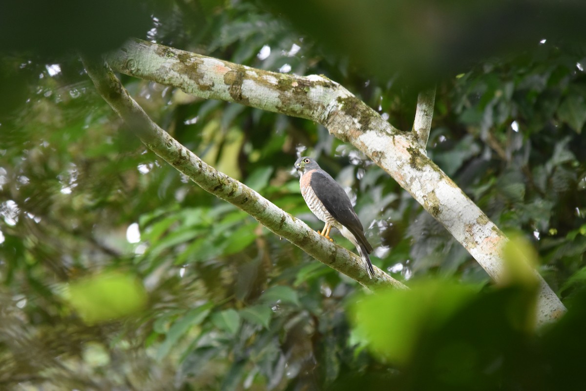 Double-toothed Kite - ML636854034