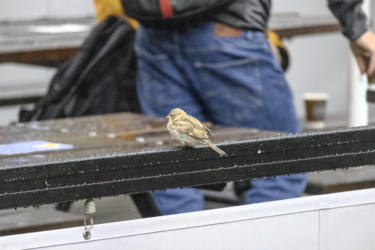 House Sparrow - ML636854038