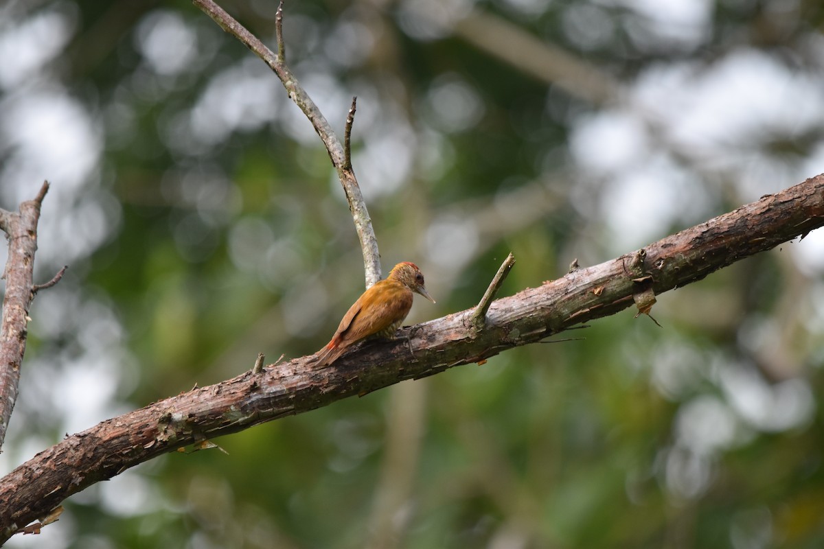 Red-rumped Woodpecker - ML636854064