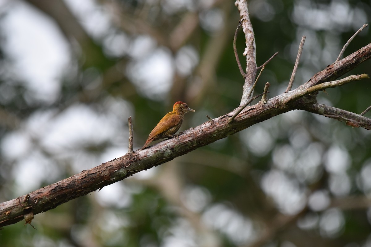 Red-rumped Woodpecker - ML636854065