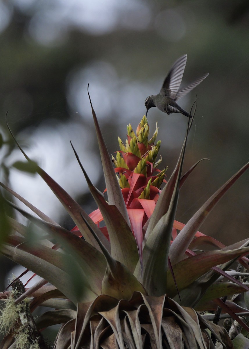 Amethyst-throated Mountain-gem (Violet-throated) - ML636854071