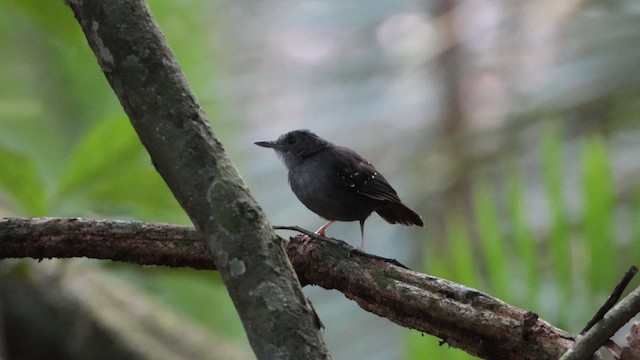 Rufous-faced Antbird - ML636854072