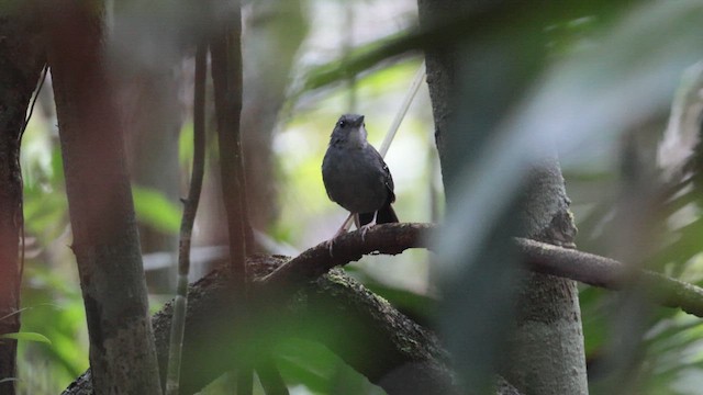 Rufous-faced Antbird - ML636854074
