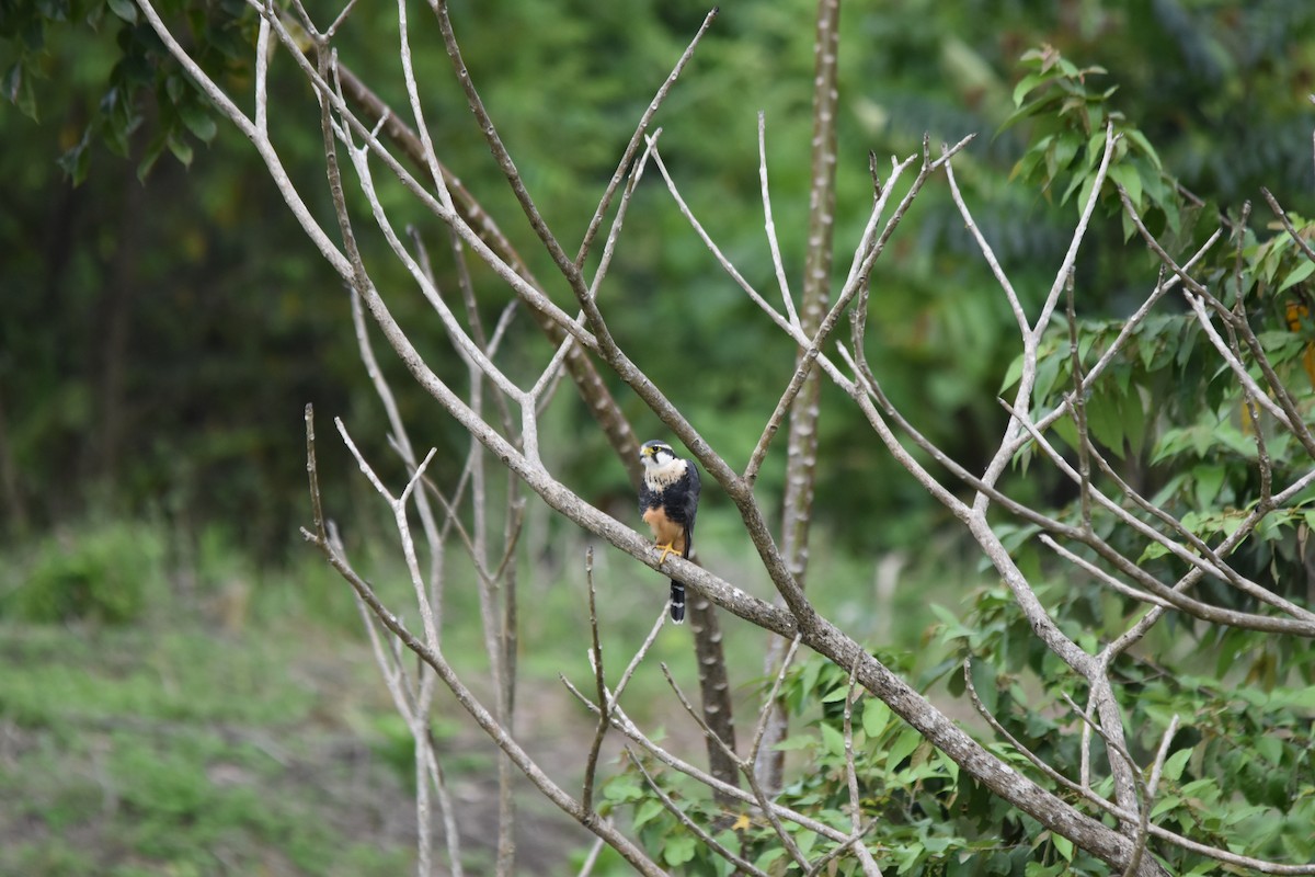 Aplomado Falcon - ML636854080