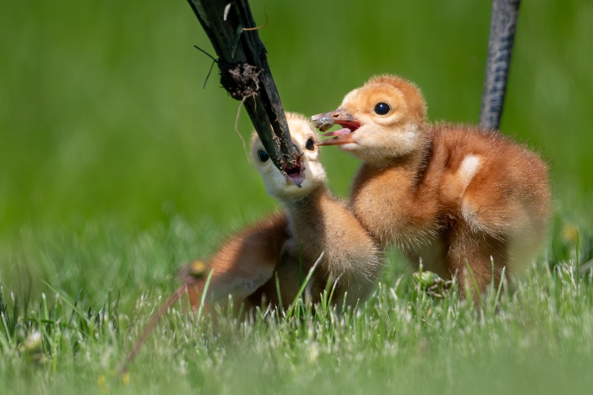 Sandhill Crane - ML636854173