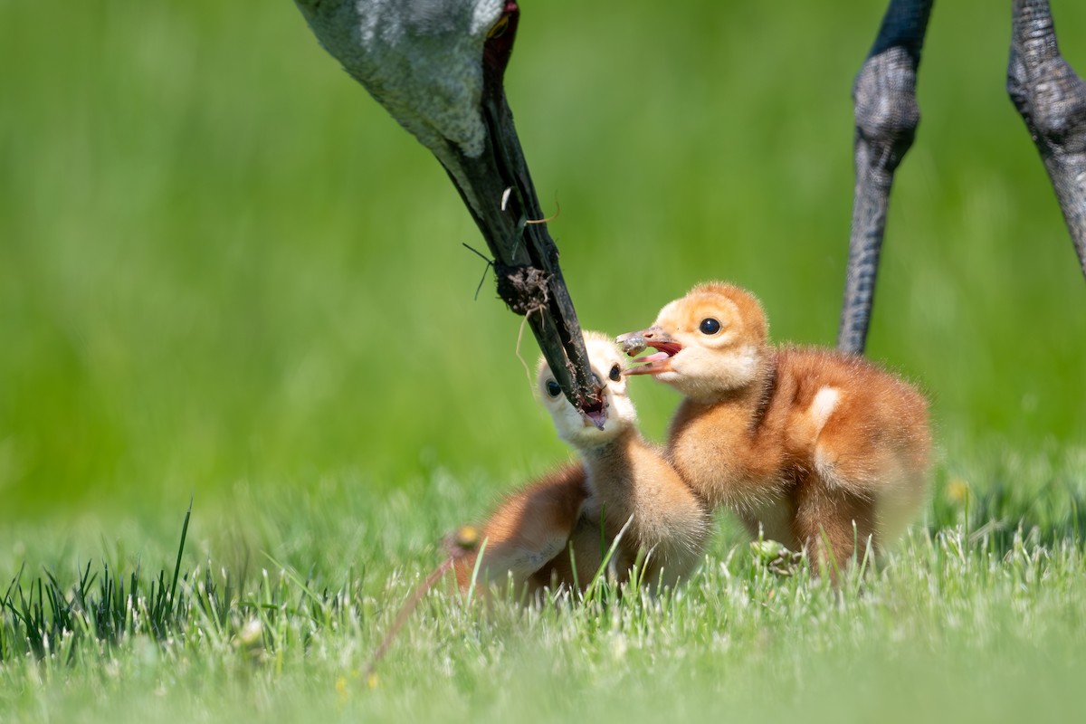 Sandhill Crane - ML636854174
