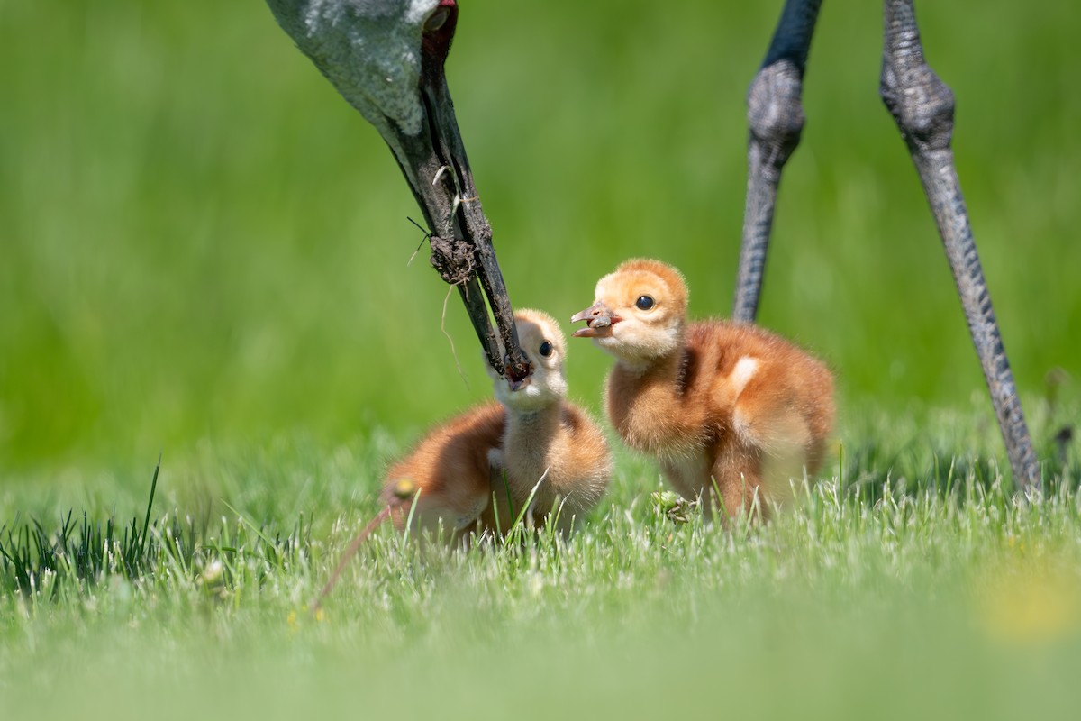 Sandhill Crane - ML636854194