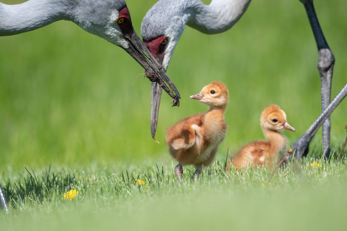 Sandhill Crane - ML636854202