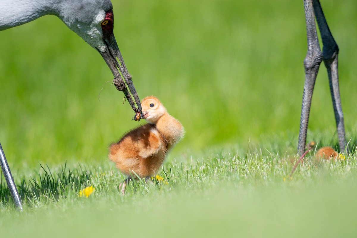 Sandhill Crane - ML636854203