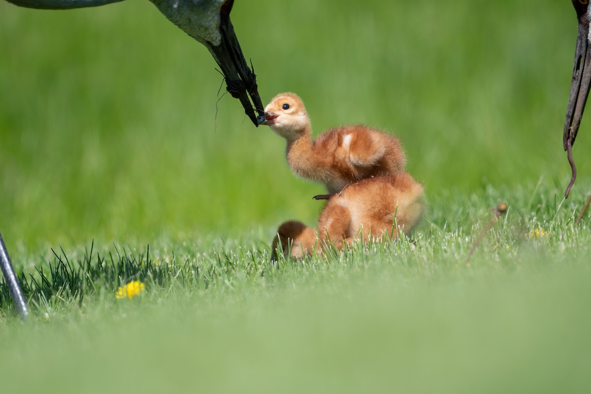 Sandhill Crane - ML636854221