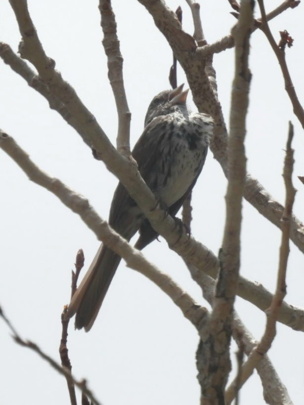 Fox Sparrow - ML636854225