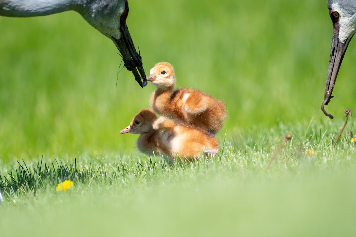 Sandhill Crane - ML636854227