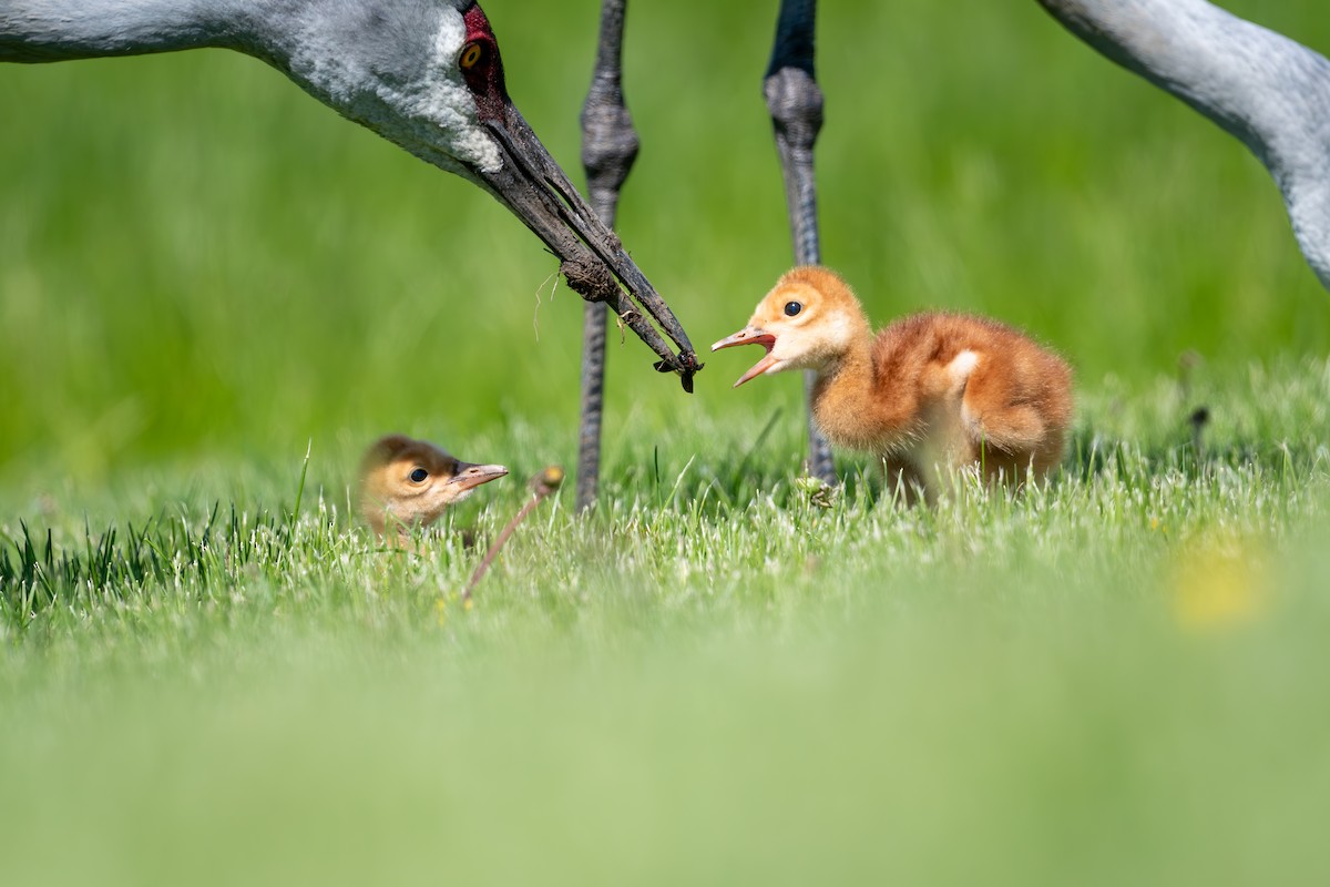 Sandhill Crane - ML636854240