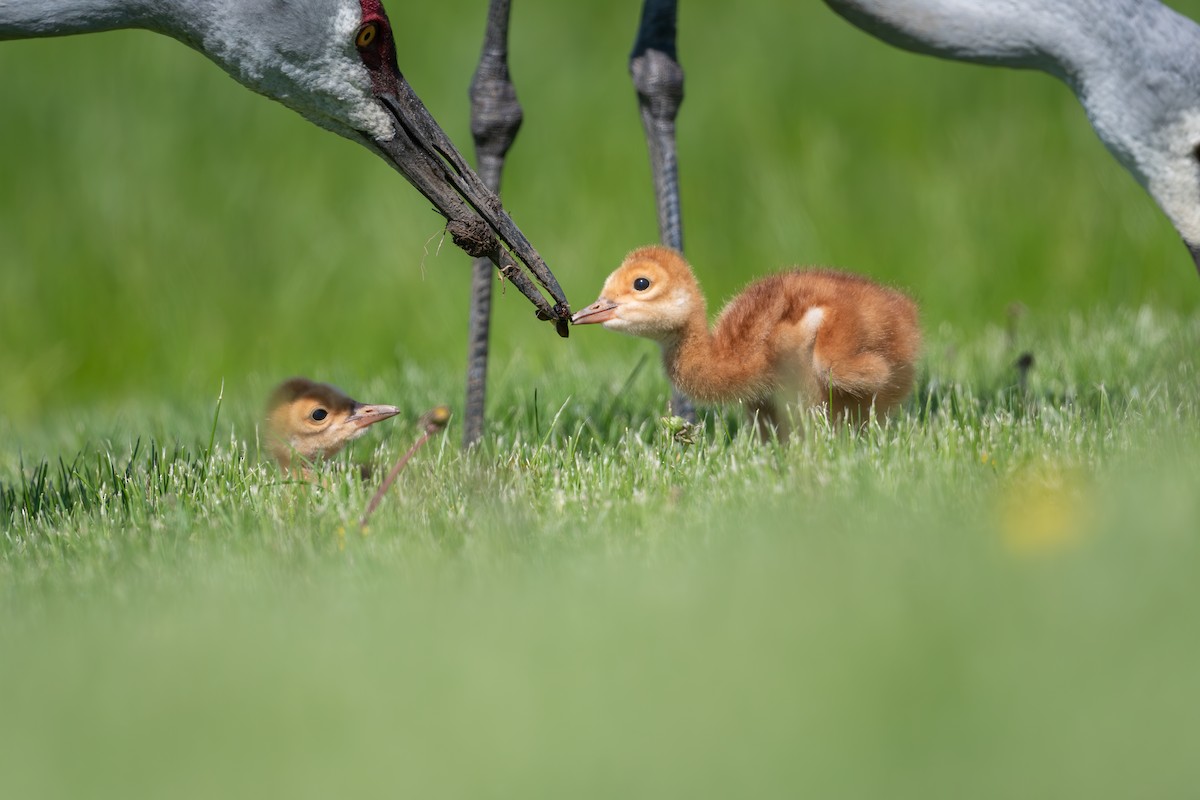 Sandhill Crane - ML636854241
