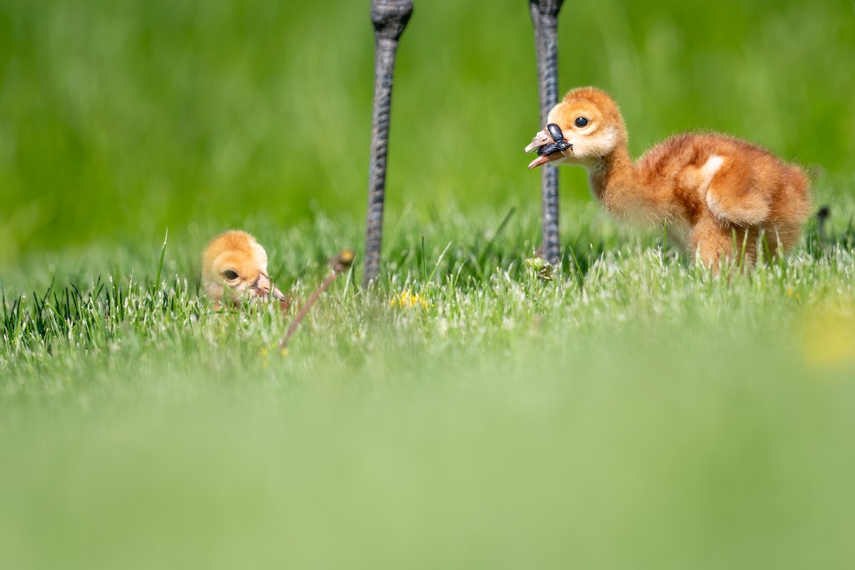 Sandhill Crane - ML636854246