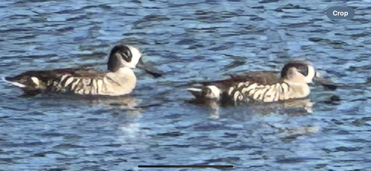 Pink-eared Duck - ML636854248